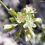 Eriogonum saxatile Flower