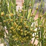 Ephedra viridis Virág