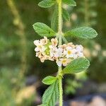 Lippia micromera Flor