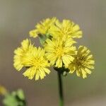 Youngia japonica (L.) DC.Flower