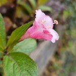 Weigela florida Kvet