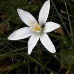 Ornithogalum umbellatumFlower