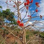 UnidentifiedFlower