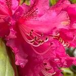 Rhododendron arboreum Õis