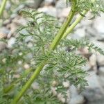 Scrophularia canina Συνήθη χαρακτηριστικά