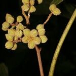 Christiana africana Plod