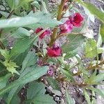 Impatiens balsamina Flor