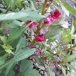 Impatiens balsamina Květ