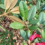 Rhododendron beanianum Levél