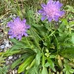 Knautia arvernensis Frunză