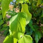 Celtis occidentalisLeaf