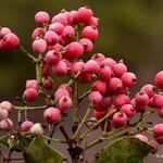 Syzygium pancheri