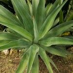 Agave shaferi Листок