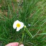 Ranunculus amplexicaulis Blüte