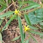 Corchorus trilocularis Leaf