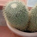 Mammillaria hahniana برگ