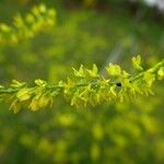 Trigonella officinalis Flower