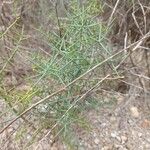 Asparagus horridus Листок