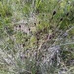 Schoenus nigricans Frucht