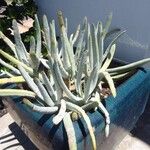 Dudleya densiflora Hoja