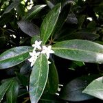 Acokanthera oblongifolia Virág