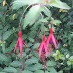 Fuchsia magellanica 花