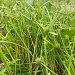 Cyperus hortensis Hábitos