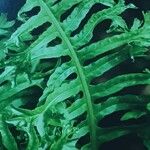 Polypodium cambricum Lapas