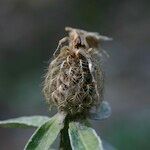 Centaurea jordaniana その他の提案