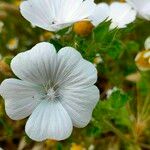 Malva hispanica 花