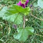 Malva arborea Hoja