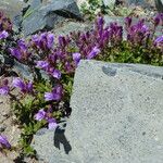 Penstemon davidsonii Habitus