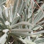 Lavandula latifolia Blatt