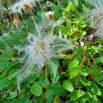 Dryas octopetala फल