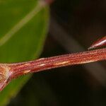 Populus balsamifera其他