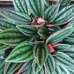 Peperomia caperata Folla