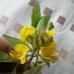 Crotalaria micans പുഷ്പം