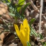 Sternbergia colchicifloraKwiat