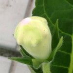 Sinningia speciosa Flor