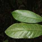 Gymnanthes riparia Hoja