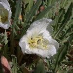 Eulobus californicus Flower