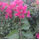 Bougainvillea spectabilis Flower
