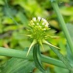 Acicarpha tribuloides ফুল