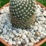 Mammillaria matudaeBlatt