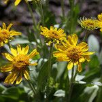 Hymenoxys hoopesii Flower