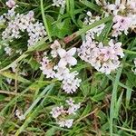 Asperula cynanchicaŽiedas