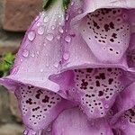 Digitalis thapsi Flower