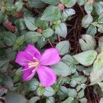 Heterotis rotundifolia Цвят