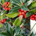 Ilex aquifolium Hostoa