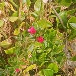 Mesembryanthemum cordifolium Kvet